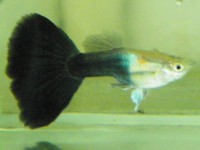 Guppy 3/4 Black - Trio